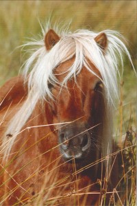 Pony hoofdje