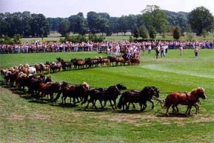 Op de Jubileummanifestatie in 1992 te Ermelo is een poging gedaan om in het Guinness Book of Records te komen. Een aanspanning met 40 Shetland pony’s, bestuurd door wijlen Gerard ten Pas werd door de hoofdring gestuurd en de recordpoging slaagde. 